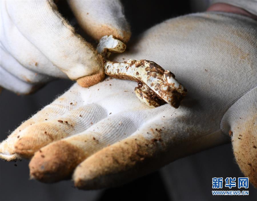 海昏侯墓園5号墓主棺から美しい玉器が出土