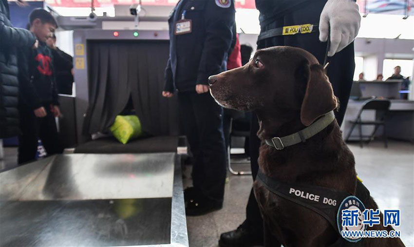 春運スタート、警察犬の「王子」を駅に配備　四川省