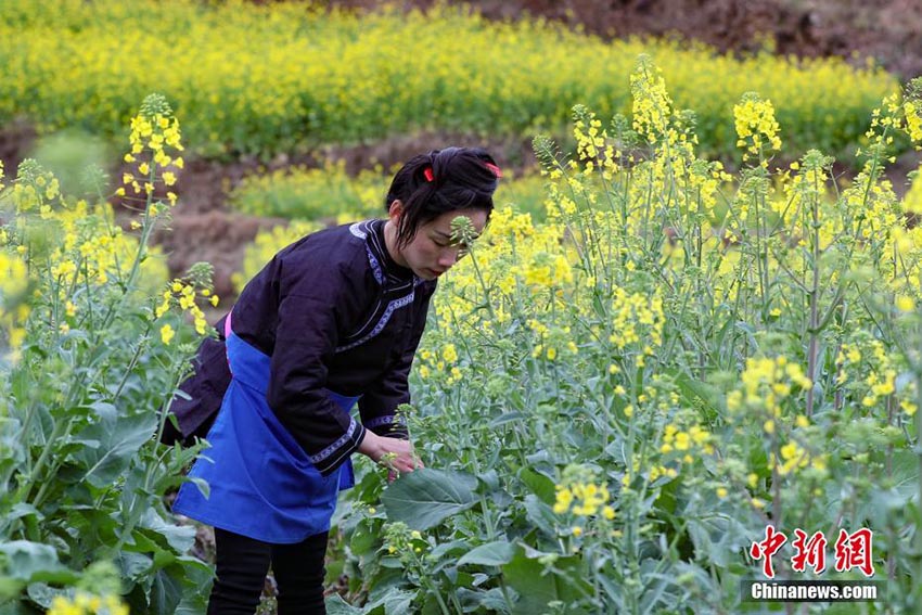 満開を迎えた菜の花畑で農作業に勤しむ貴州トン族の人々