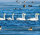 新春の敦煌水鳥の楽園