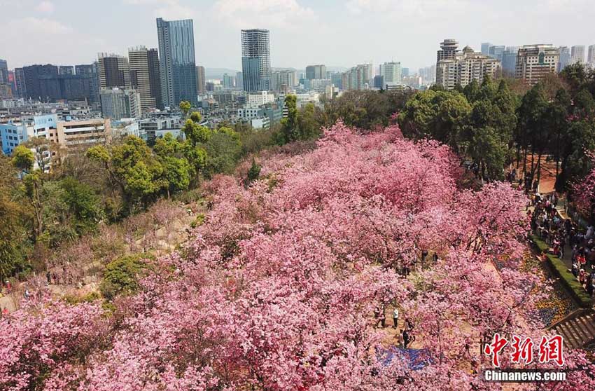 昆明市の圓通山で桜の花が満開　花見を楽しむ人々