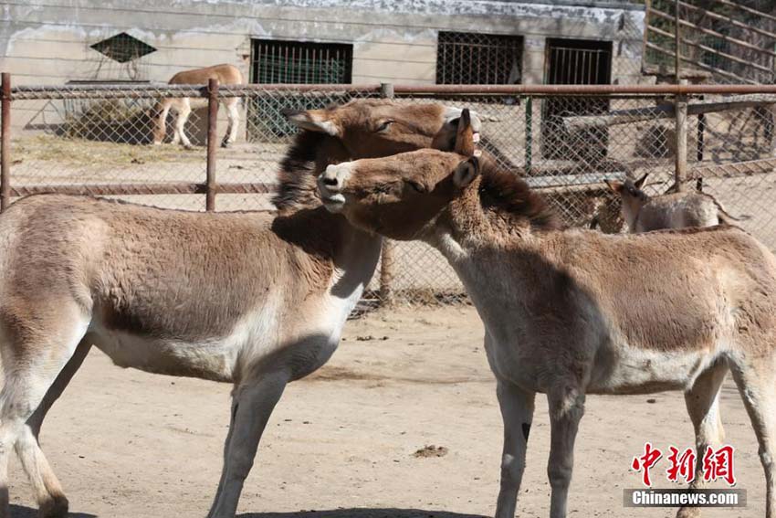 暖かい春の日差しを浴びてのんびり過ごす青蔵高原野生動物園の動物たち