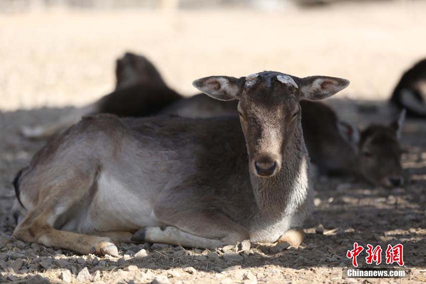 暖かい春の日差しを浴びてのんびり過ごす青蔵高原野生動物園の動物たち