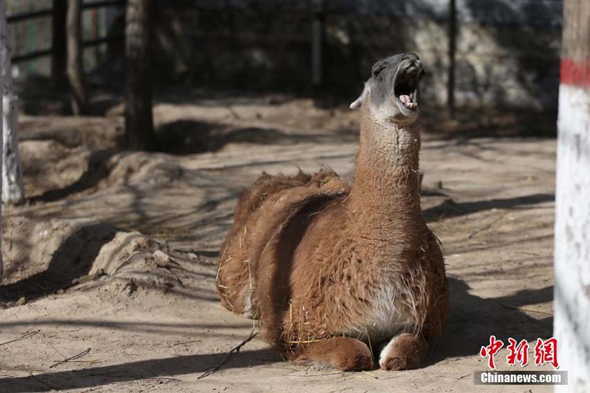 暖かい春の日差しを浴びてのんびり過ごす青蔵高原野生動物園の動物たち