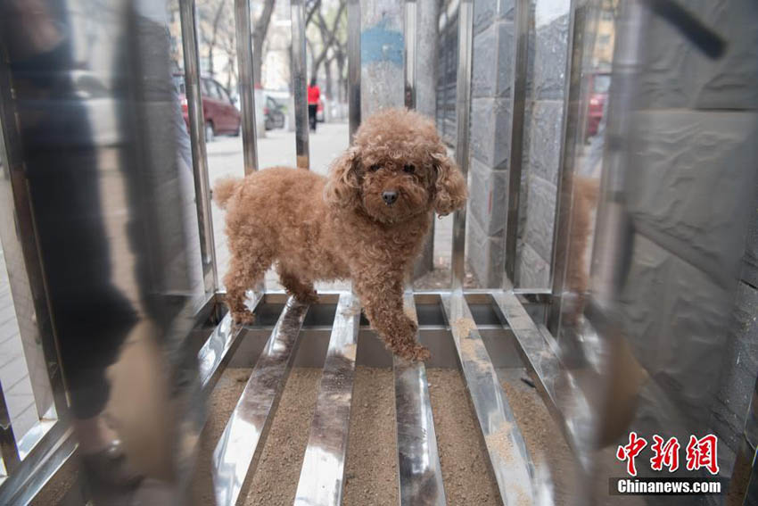 山西省太原市でマナー向上目指す「犬用公衆トイレ」テスト運用スタート