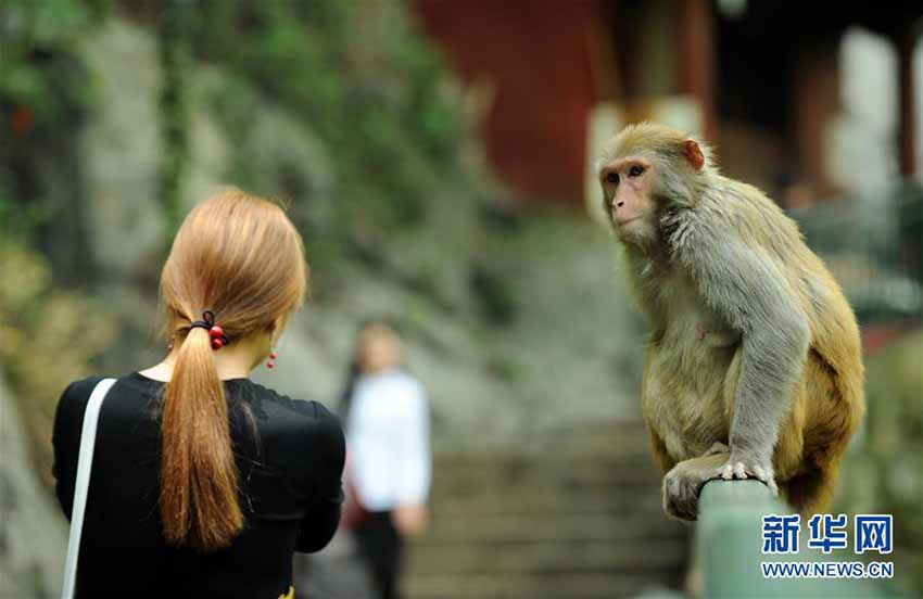 貴陽市の黔霊山公園内に生息する愛らしいアカゲザルたち　貴州省