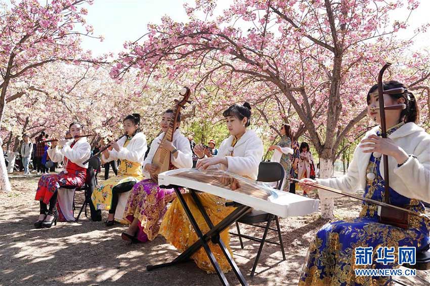 玉淵潭公園で遅咲きの桜が満開に　北京市