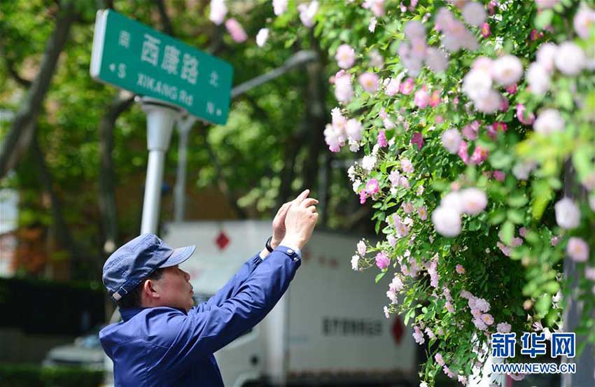 バラの芳しい香りにつつまれた南京の街