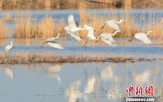 生態環境好転の甘粛省玉門市　湿地公園に多くの渡り鳥が訪れるように