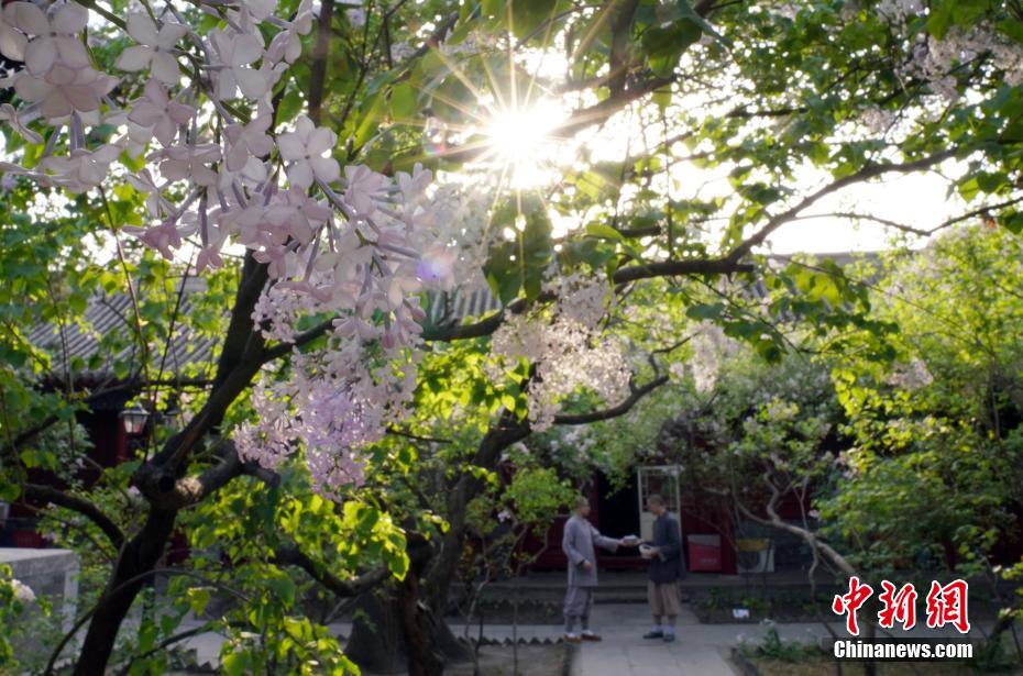 北京市法源寺内で丁香の花が満開に