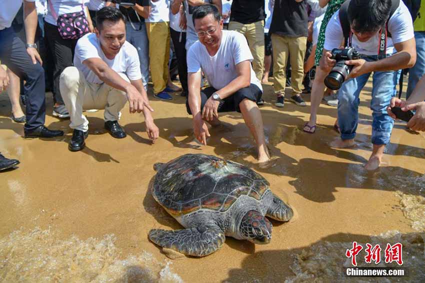 「世界亀の日」にウミガメ37匹を海に放す　海南省