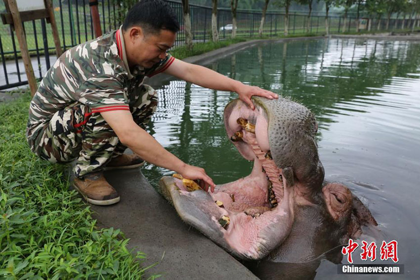 お父さん、いつもありがとう！動物園の「パパ」たち