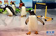 ペンギンもW杯に参戦！