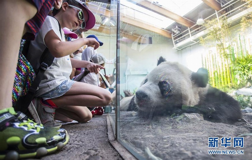 夏休みのカルガリーで動物園のジャイアントパンダが大人気に　カナダ