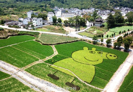 安徽の田んぼに「ペッパピッグ」や「ハローキティ」が登場