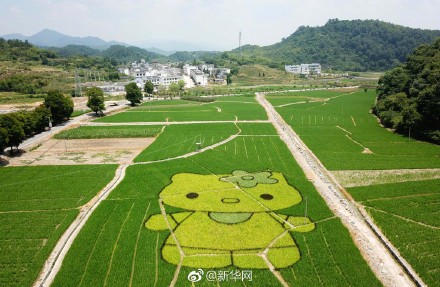 安徽の田んぼに「ペッパピッグ」や「ハローキティ」が登場