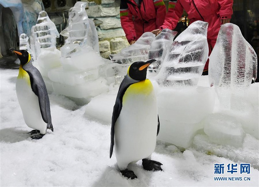 極地彫刻展が青島市海昌極地海洋公園にて開催　山東省