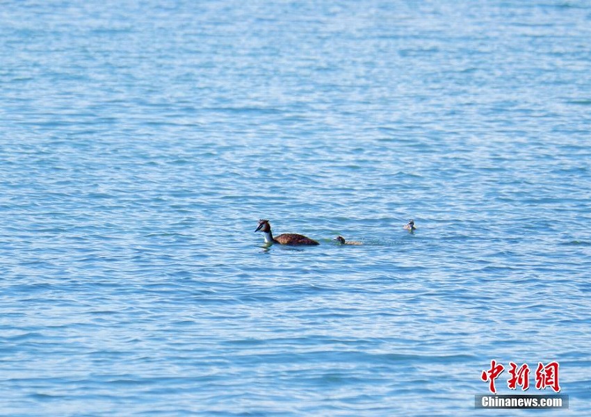 毎年92種物の渡り鳥が越冬する青海湖北岸の「オアシス」