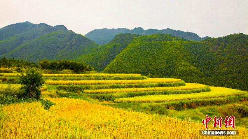 実りの秋！黄金色に輝く棚田の織り成す美しい風景　湖南省