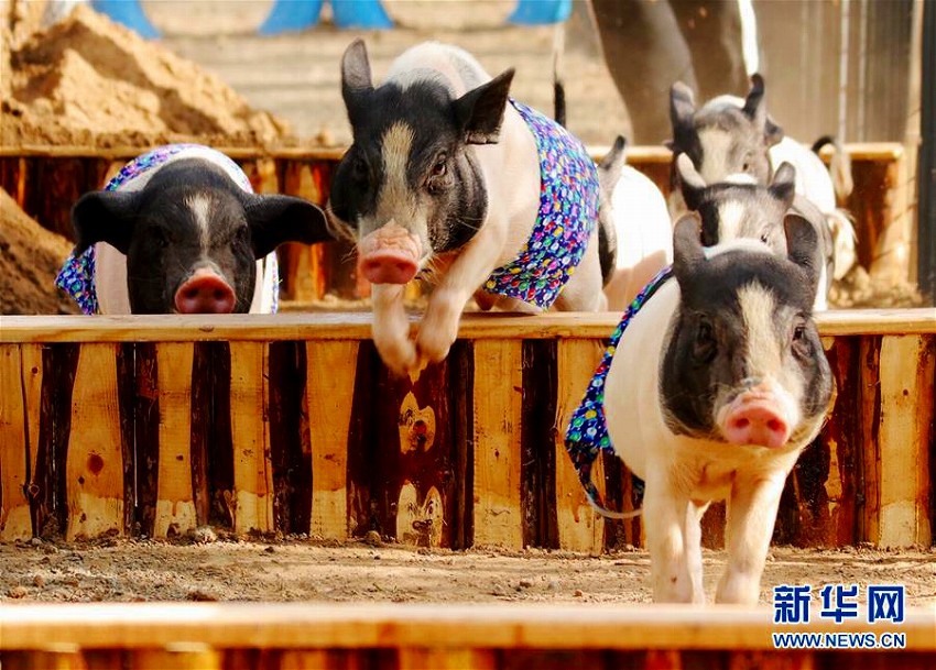 かわいさ爆発の子ブタの運動会　河北・張家口