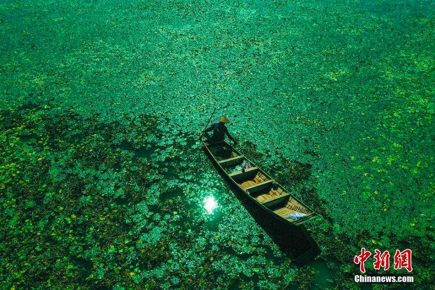 碧玉のような湖面にさざ波揺らぐ石臼湖湿地の美しい風景