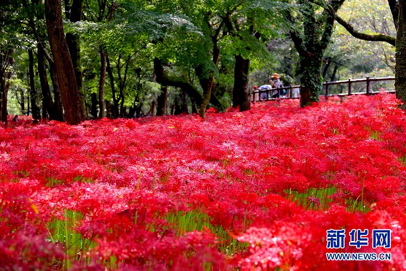 まるで燃え立つ炎のような曼珠沙華500万本が満開に　埼玉県