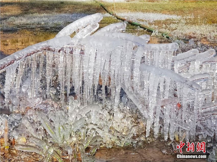 急激な冷え込みで草花に雨氷、キラキラ輝く幻想的な風景広がる　甘粛省