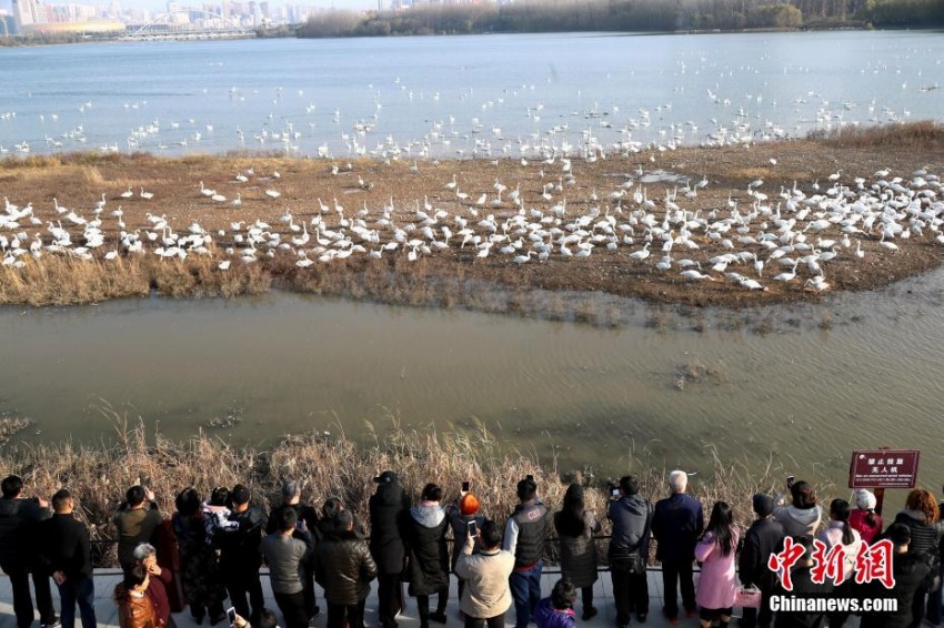 数千羽のハクチョウが河南省三門峡市の湖に飛来