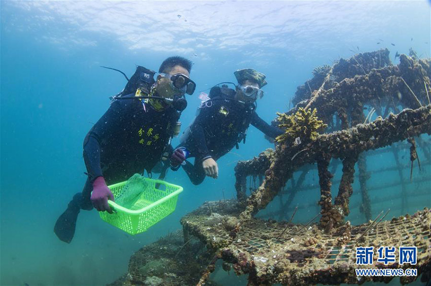 サンゴ保護員の義務担うダイビングインストラクター　海南省