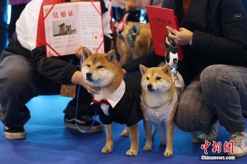 南京市でワンちゃんたちの合同結婚式　江蘇省