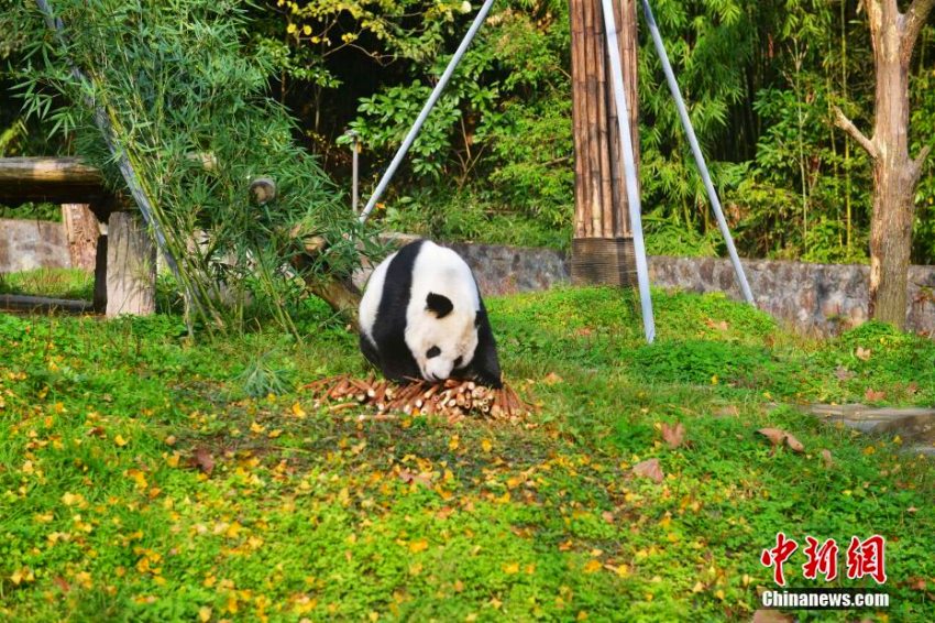 米国帰りのパンダ「高高」、隔離検疫終えてメディアにお披露目