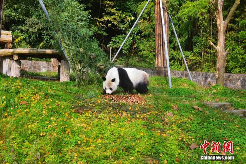 米国帰りのパンダ「高高」、隔離検疫終えてメディアにお披露目