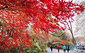 2月の花よりも紅い楓葉