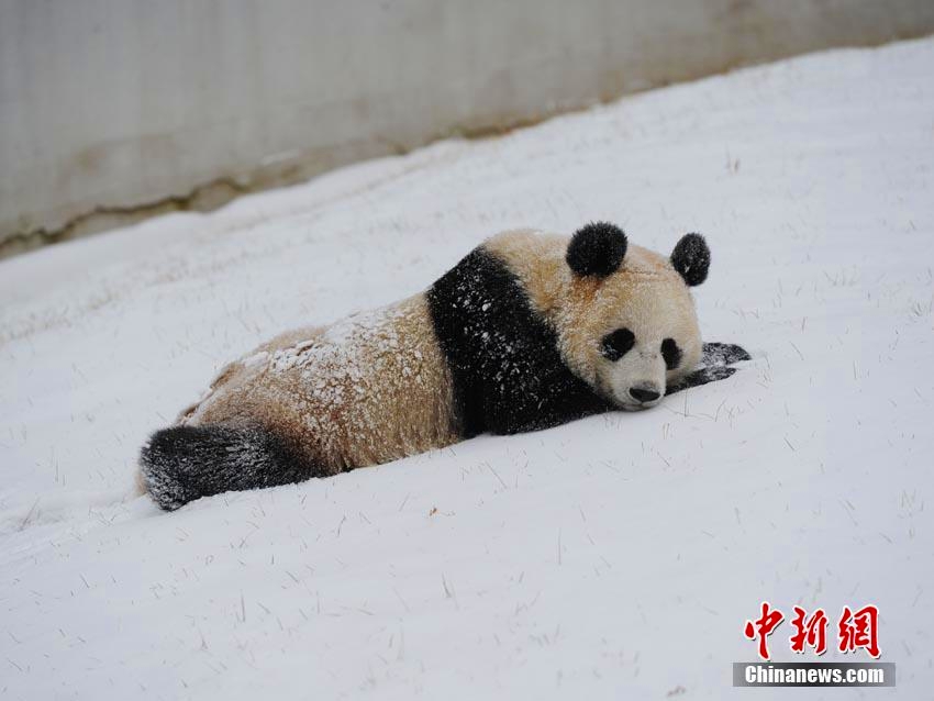 長春で降雪　雪の中ではしゃぐジャイアントパンダ