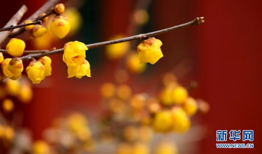 故宮内に咲く可憐な花たち