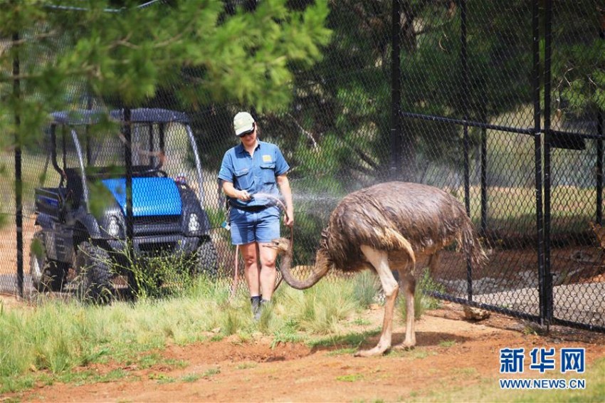 熱波襲来の豪　動物園の動物たちはアイスなどを食べて暑さしのぐ