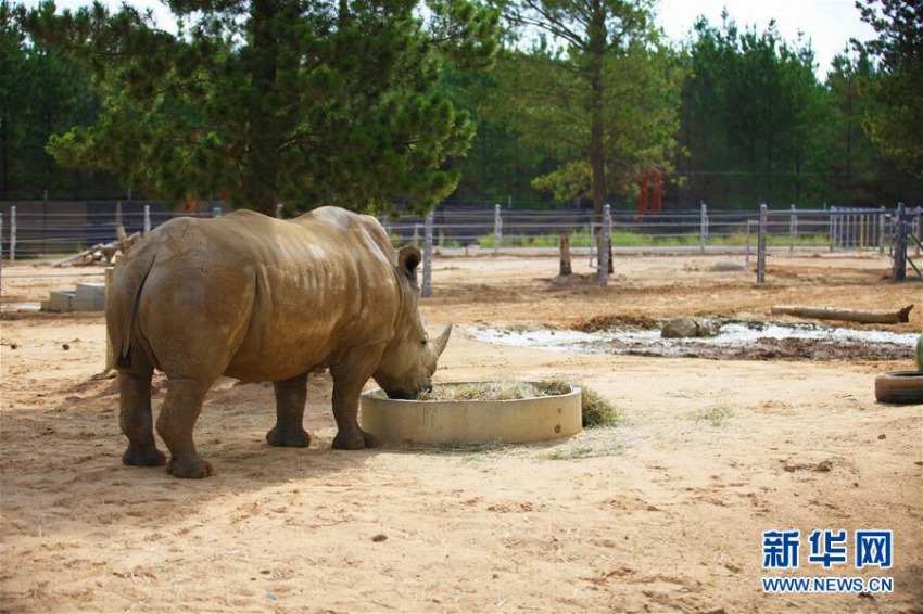 熱波襲来の豪　動物園の動物たちはアイスなどを食べて暑さしのぐ