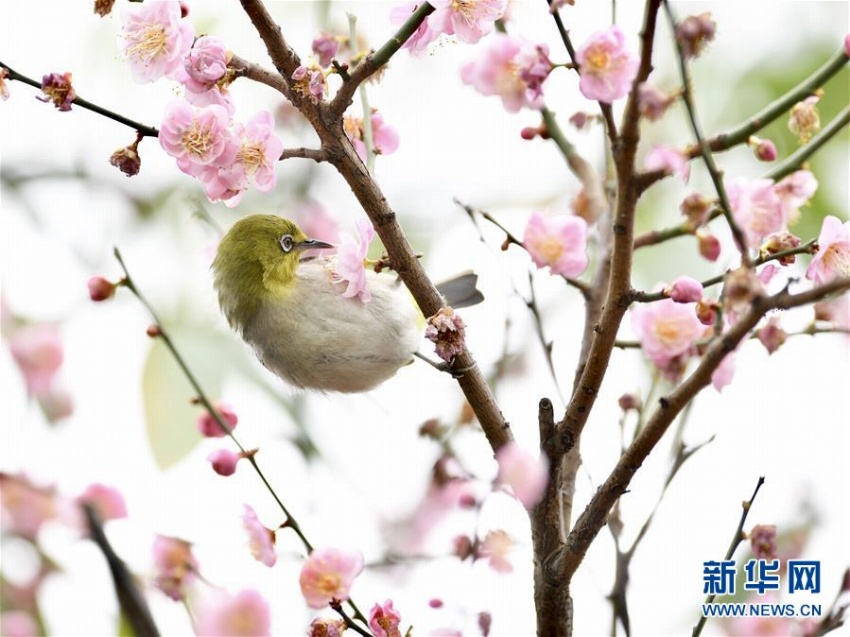 春到来、花の蜜吸う可愛いメジロ　福建省