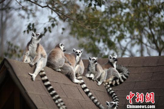 江蘇省に久しぶりに顔を出した太陽に動物たちが日光浴を楽しむ