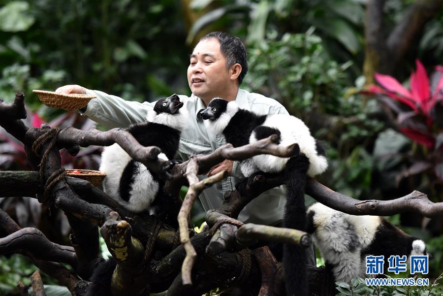 広州長隆野生動物世界でエリマキキツネザルのエサ皿を置く飼育員（3月6日撮影・劉大偉）。