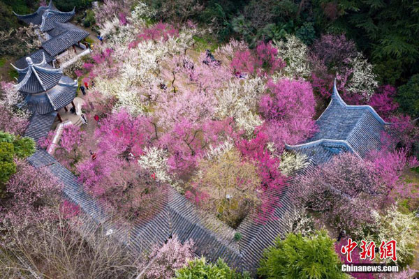 雨花台風景区内を鮮やかに彩る満開の梅の花（撮影・蘇陽）。