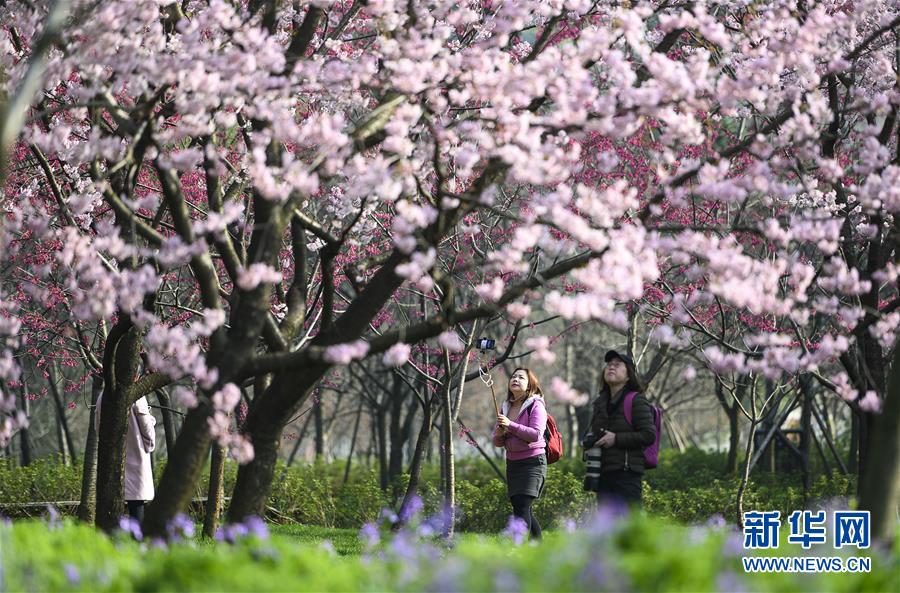 春爛漫！武漢東湖の桜花節開幕　湖北省