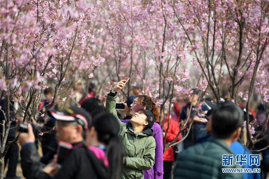 早咲きの桜満開に　北京玉淵潭公園