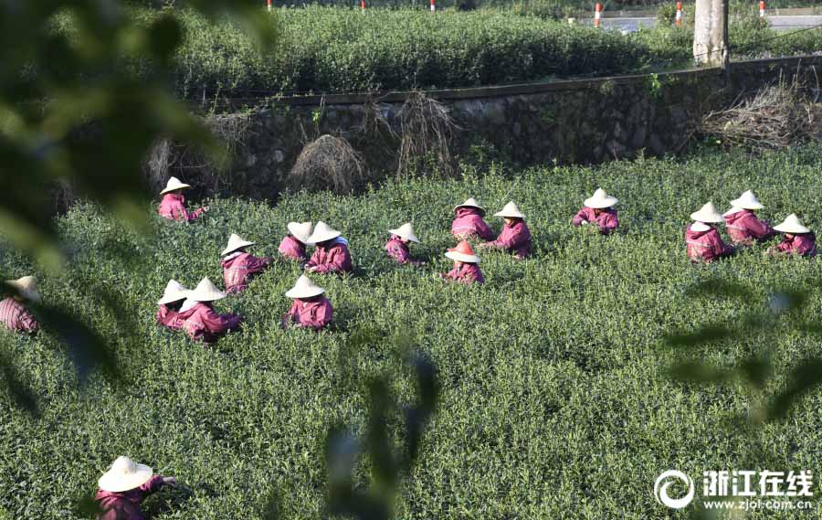 杭州市梅家塢で緑茶・西湖龍井が収穫期　 清明前の茶葉は500グラム4万円