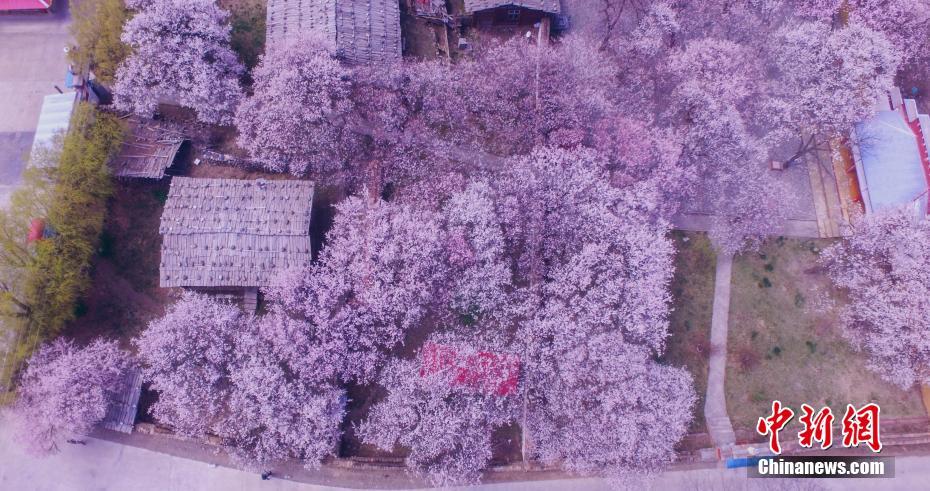 樹齢百年の桃の花が咲き乱れる「花の谷」ニンティ　西蔵