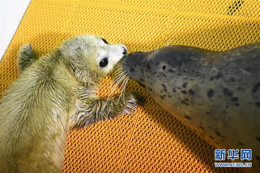 誕生まもないアザラシの赤ちゃんに寄り添う母親アザラシ（撮影・王建威）。