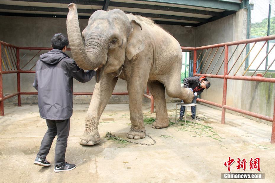 茜茜のフットケアをする無錫市動物園の飼育員・陳さんたち（4月28日、撮影・孫権）。