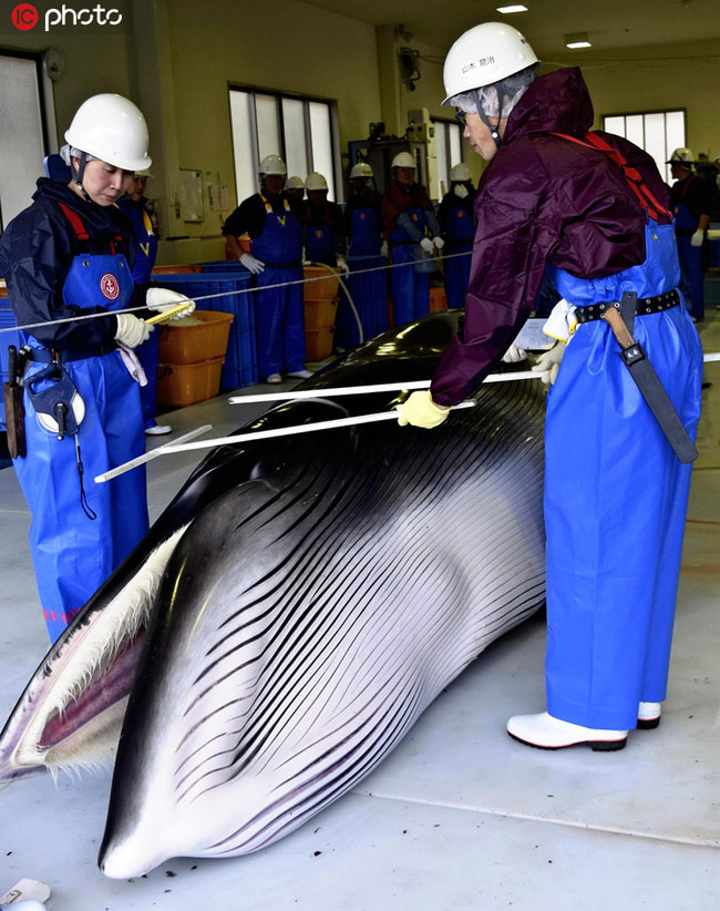 捕獲されたクジラ（写真著作権は東方ICが所有のため転載禁止）。