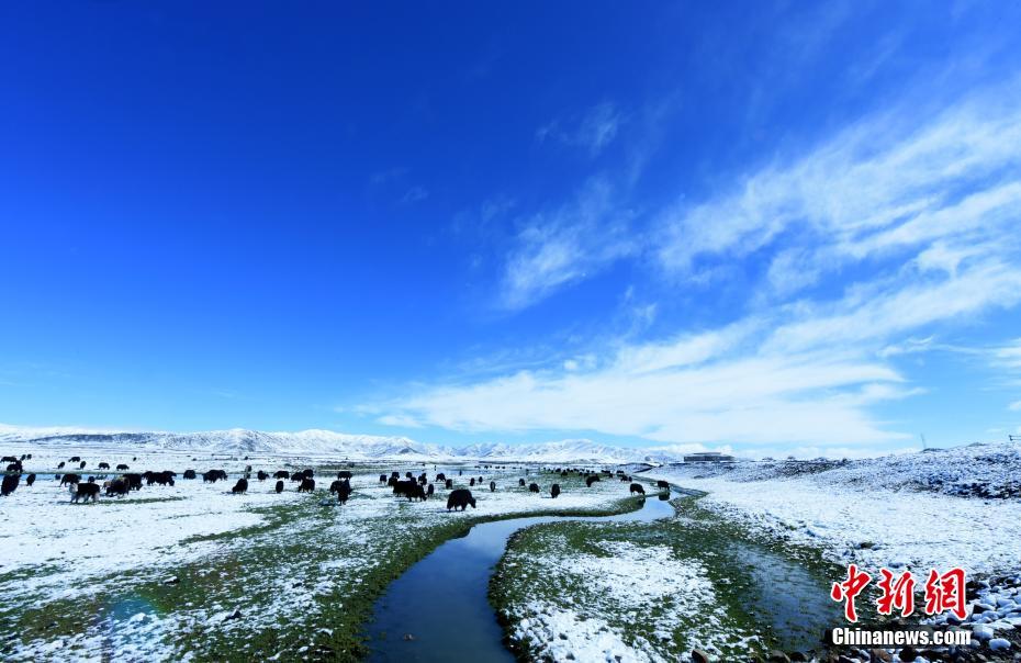 降雪後の紅原草原（牟静洪撮影）。