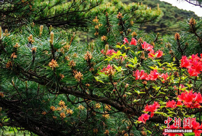 金色の鈴のように枝いっぱいに咲く黄山松の花 安徽省